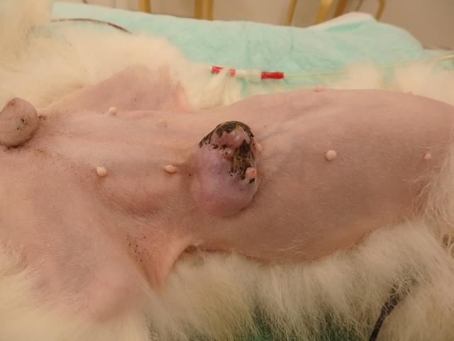 猫の乳腺腫瘍