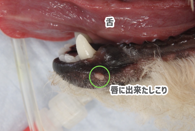 犬の皮脂腺腫について