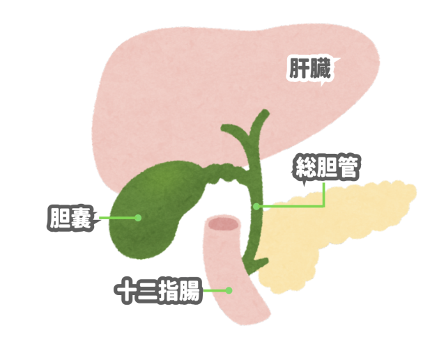 犬の胆嚢炎について