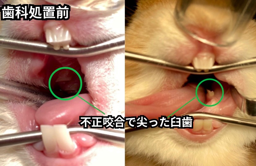 不正咬合のうさぎの歯科処置前の口の中
