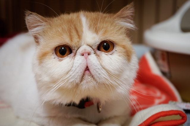 猫消化管好酸球性硬化性線維増殖症の一例