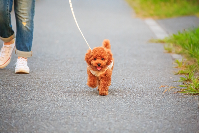 トイプードルの股関節脱臼の一例