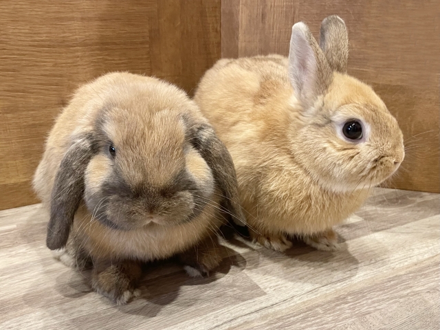 皮下膿瘍を手術で摘出したうさぎの一例