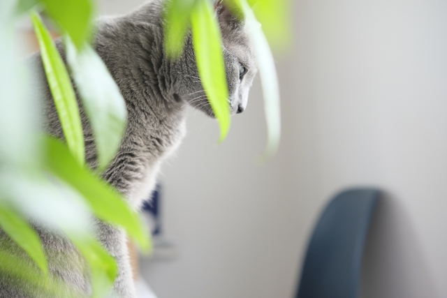 猫の移行上皮癌の一例