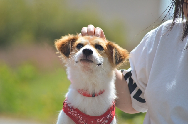 犬の肺腺癌の一例
