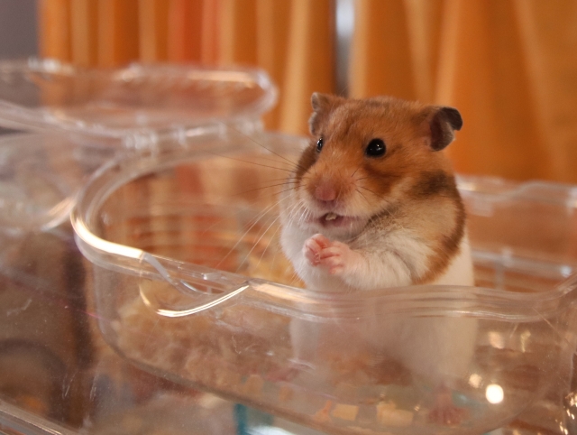 ゴールデンハムスターの開放骨折の一例