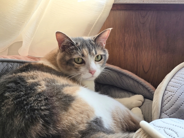 右腎臓の腎細胞癌で腎臓摘出を行った日本猫の一例