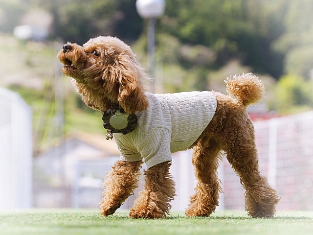 肛門嚢腺癌のリンパ節転移を起こしたトイプードルの一例