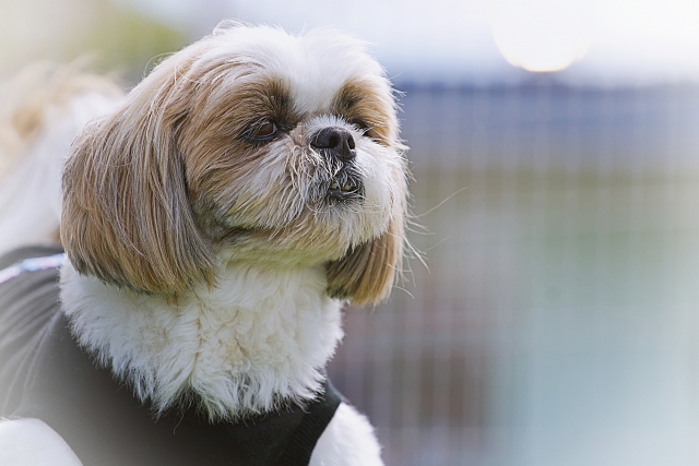 シーズーの腹腔鏡を用いた犬の避妊手術の一例