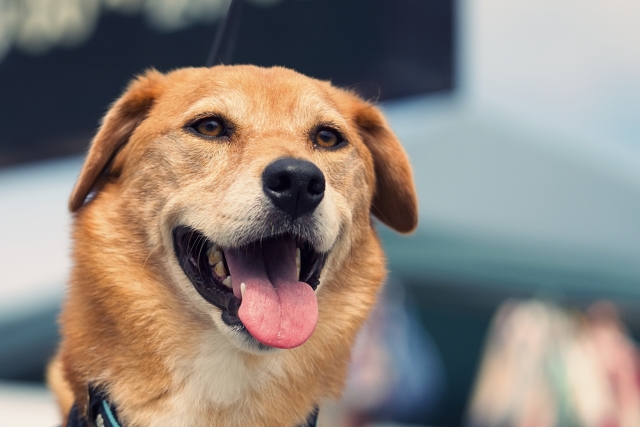 Mix犬の大細胞性リンパ腫の1例