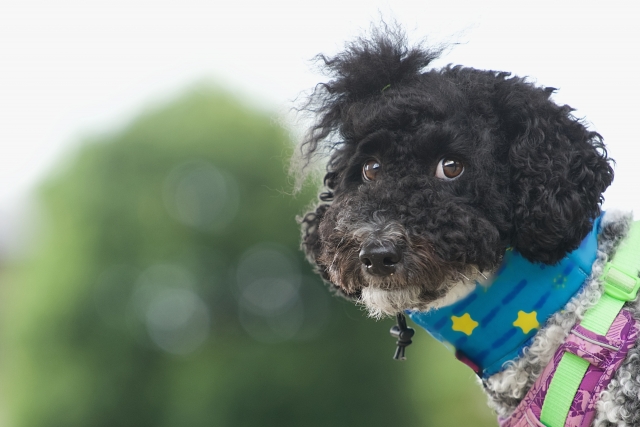 ミディアムプードルの汎骨炎の一例