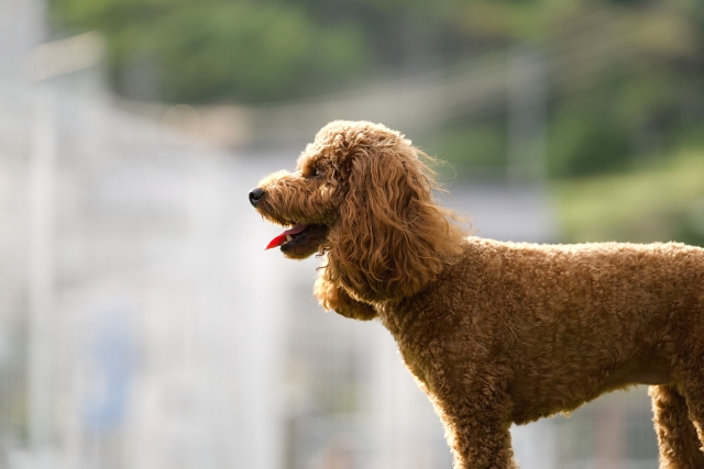 トイプードルの肝細胞癌を摘出した1例
