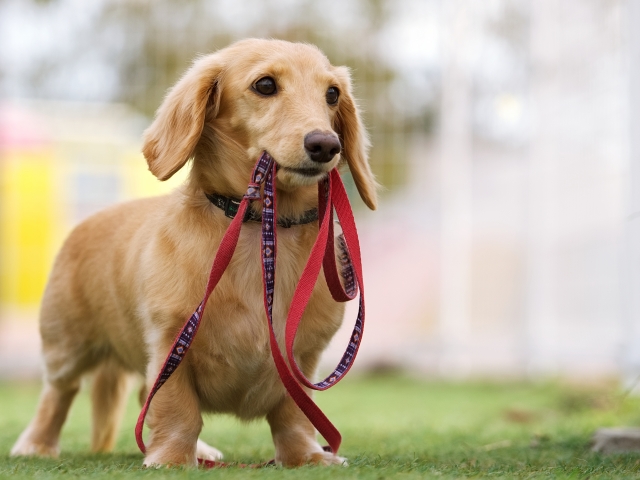 当院で行う犬の輸血について