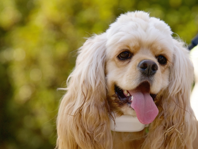 アメリカン・コッカ―スパニエルの脾臓腫瘤を摘出した1例