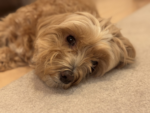 犬の角膜上皮びらんの一例