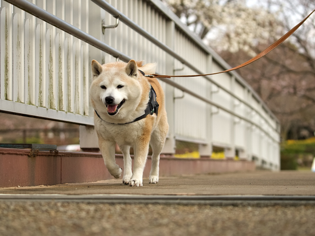柴犬の前十字靱帯断裂の一例