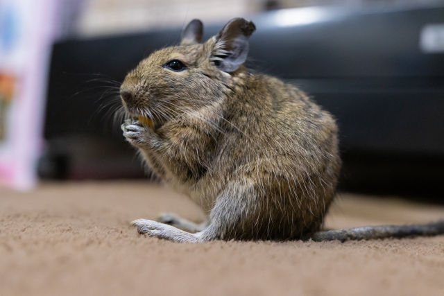 デグーの不正咬合の一例