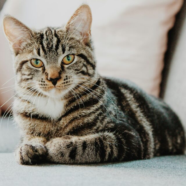 伏せの姿勢でこちらを見つめるキジトラの猫