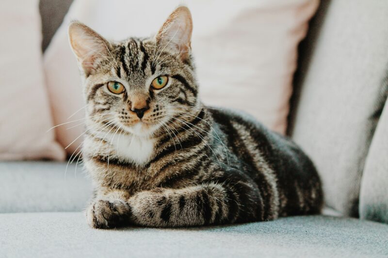 下痢と食欲不振が続いた14歳の猫の一例
