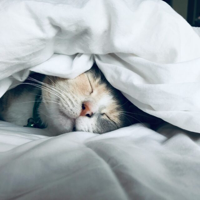 布団に包まれて眠る猫