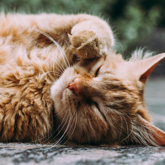 右前足を頬につけて横向きで眠る茶トラの長毛猫