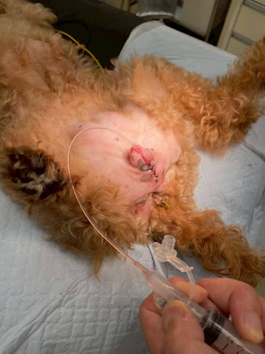 犬の尿道にカテーテルが入っている様子