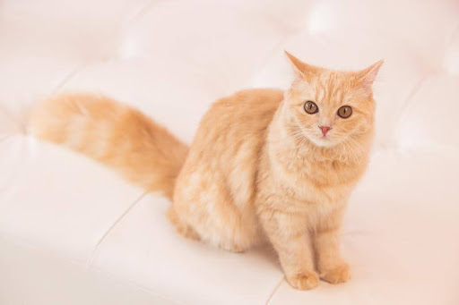 Mix猫の消化管内紐状異物による腸閉塞の一例