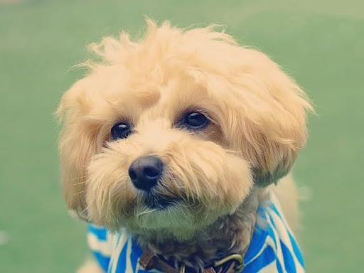 爪用の滑り止めを使用して歩行が改善したトイプードルの一例