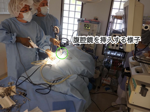 犬に腹腔鏡を挿入する様子