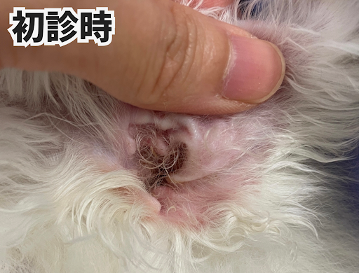ミミダニ症の初診時の写真