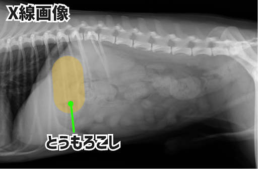 レントゲン画像でとうもろこしが写っている様子