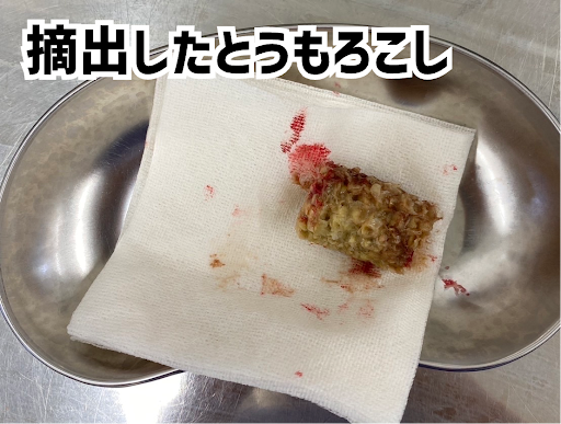 摘出されたとうもろこし