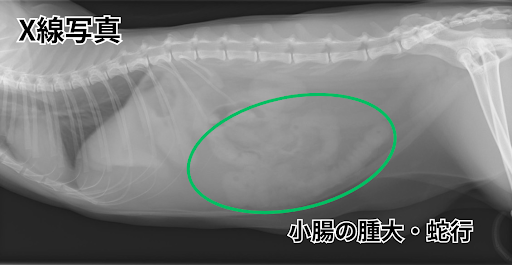 小腸の腫大が見られる猫のレントゲン画像