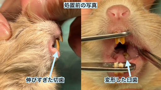 デグーの処置前の画像