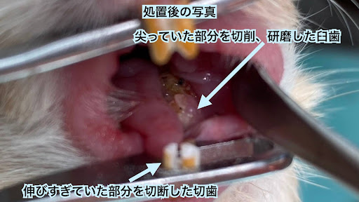 処置後のデグーの画像