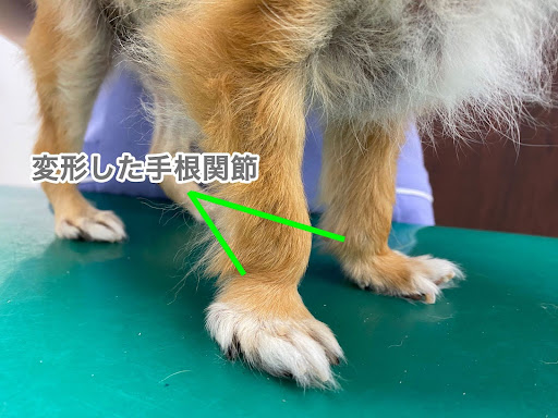 犬の変形した手根関節