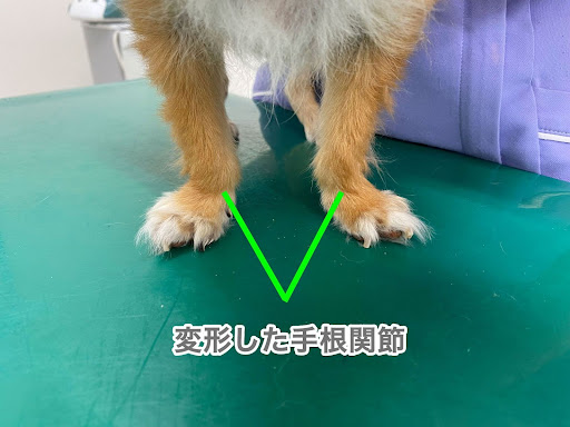 犬の変形した手根関節