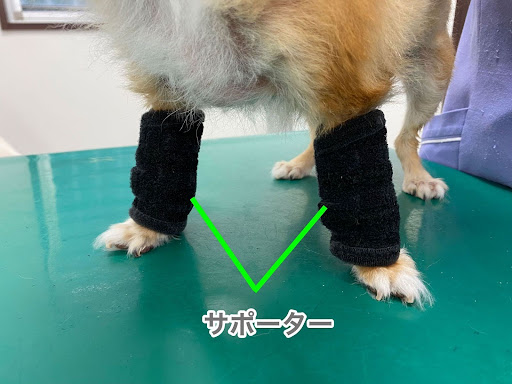 サポーターをつけている犬