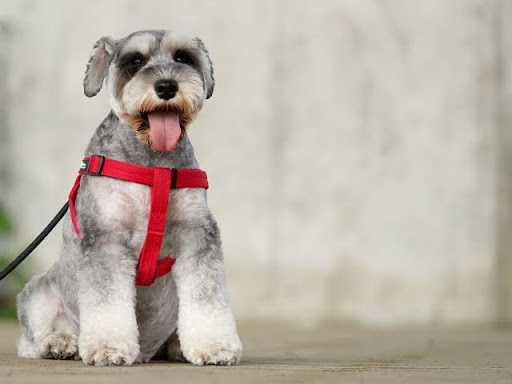 ミニチュアシュナウザーの胆嚢粘液嚢腫の一例