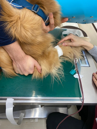 輸血の採血の様子