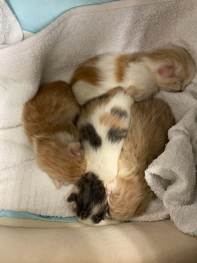 生まれてきた子猫