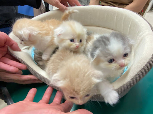 生まれてきた子猫たち