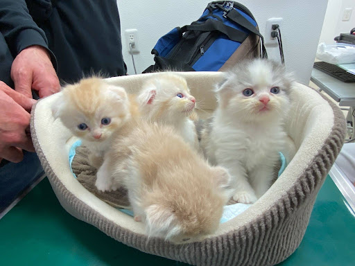 生まれてきた子猫たち