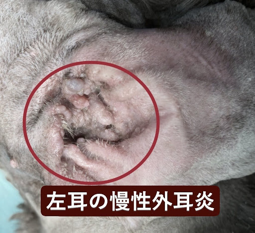 犬の左耳の慢性外耳炎