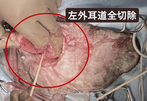 犬の左外耳道全切除