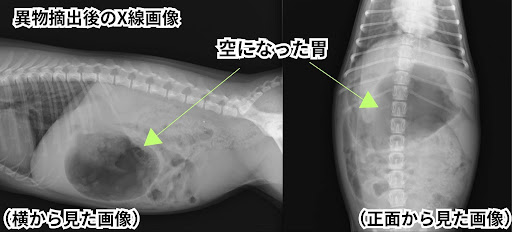 異物摘出後のレントゲン画像