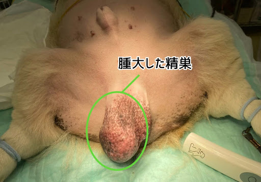 腫大した精巣