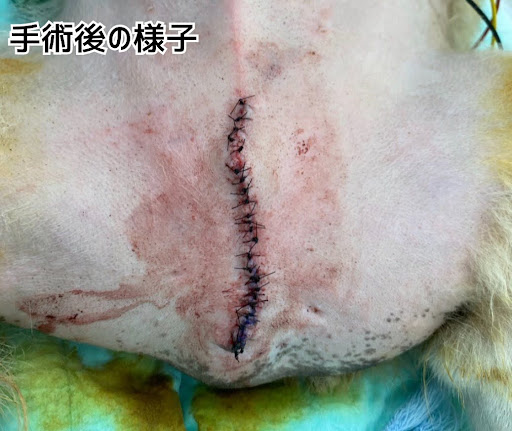 手術後の様子