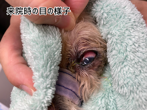 来院時の目の様子