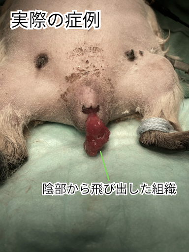 陰部から組織が飛び出している様子